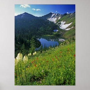 Alpine Wildflowers in the Jewel Basin in the Poster