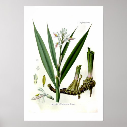 Alpinia officinarum Galangal Poster