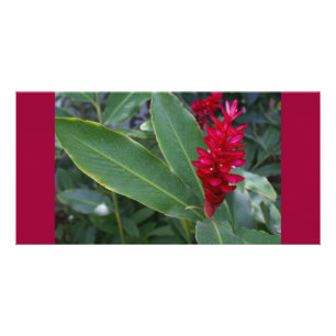 Alpinia Purpurata Deep Pink Tropical Flower Card