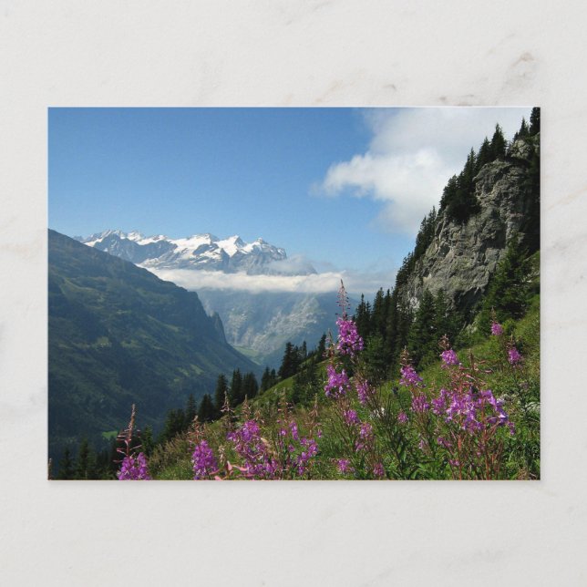 Alps - Switzerland Postcard (Front)