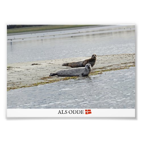 Als OddeDenmark Seals Photo Print