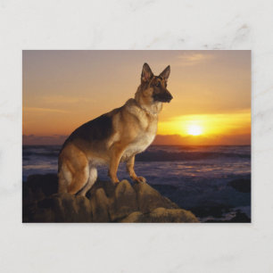 Alsatian dog animal postcard