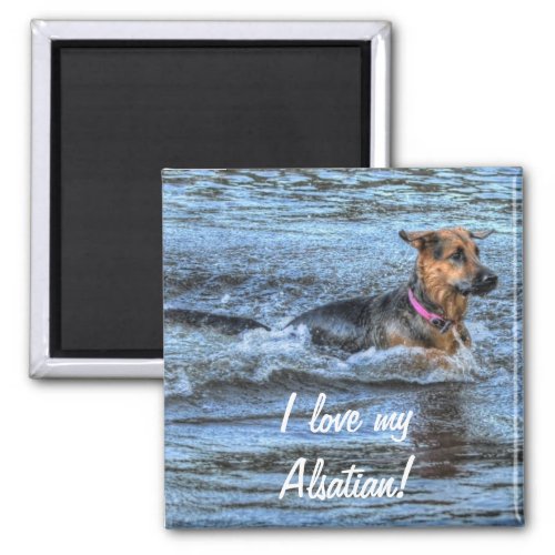 Alsatian German Shepherd 3 Dog_lover Gift Magnet