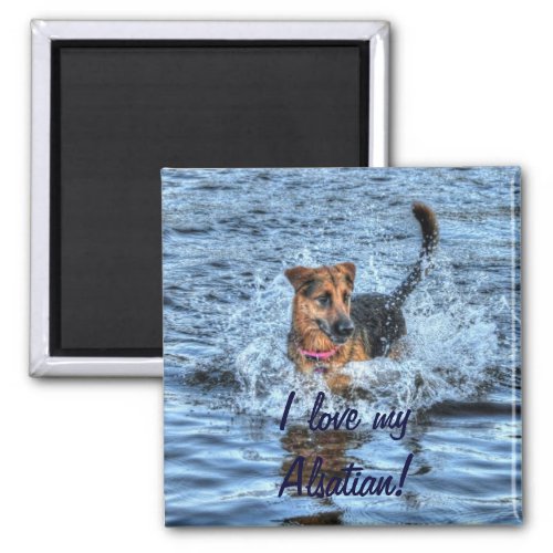 Alsatian German Shepherd 4 Dog_lover Gift Magnet