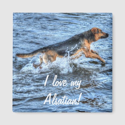 Alsatian German Shepherd 5 Dog_lover Gift Magnet