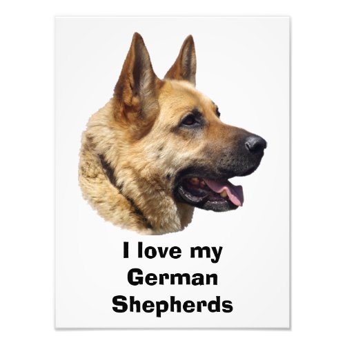 Alsatian German shepherd dog portrait Photo Print