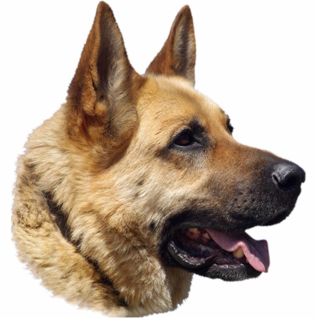 Alsatian German shepherd portrait Cutout (Front)