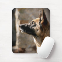 Alsatian Waiting