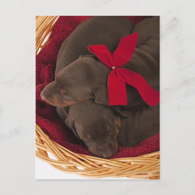 Also Doberman Pincher. Medium-sized domestic dog Postcard (Front)