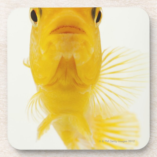 Also known as Comet-tailed goldfish. Hardy Beverage Coaster (Front)