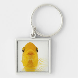 Also known as Comet-tailed goldfish. Hardy Keychain