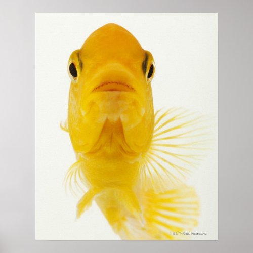 Also known as Comet_tailed goldfish Hardy Poster
