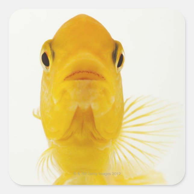 Also known as Comet-tailed goldfish. Hardy Square Sticker (Front)