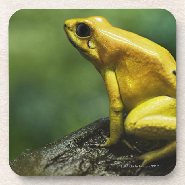 also known as Golden Dart Frog; endemic to the Beverage Coaster (Front)