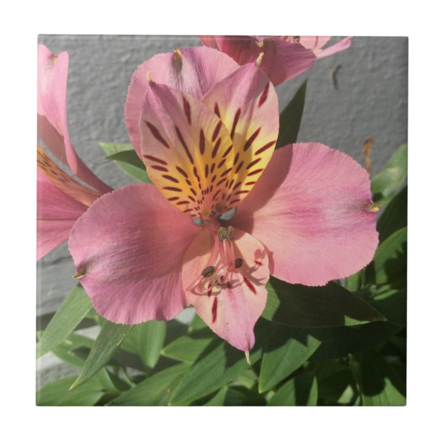 Alstroemeria Ceramic Tile (Front)