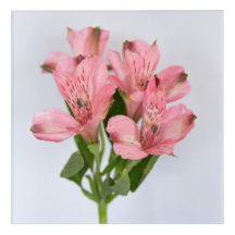 Alstroemeria Flowers
