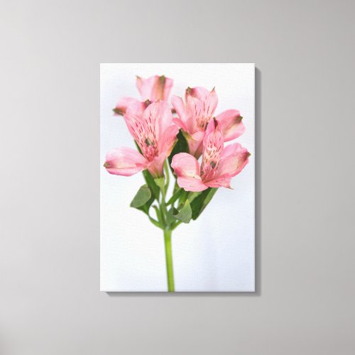 Alstroemeria Flowers Canvas Print
