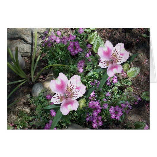 Alstroemeria Flowers Cards (Front Horizontal)