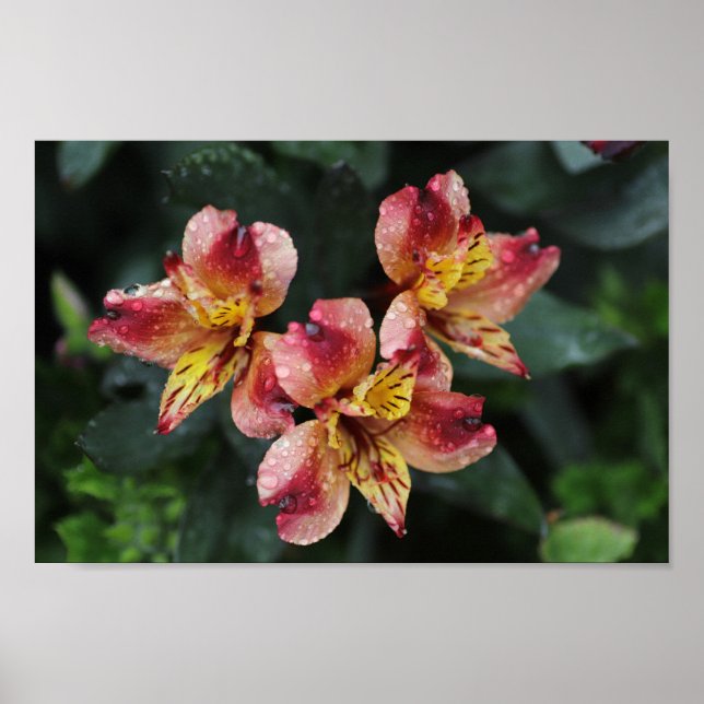 Alstroemeria Flowers Poster (Front)