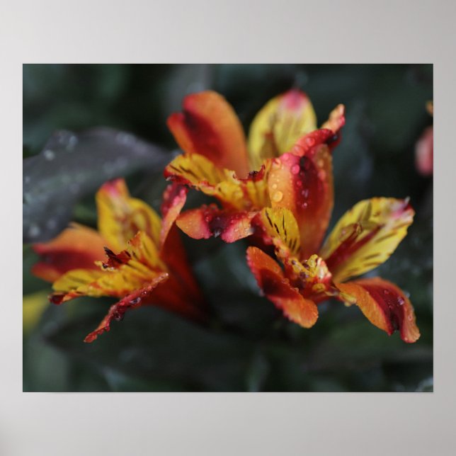 Alstroemeria Flowers Poster (Front)