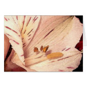 Alstroemeria in bloom (Front Horizontal)