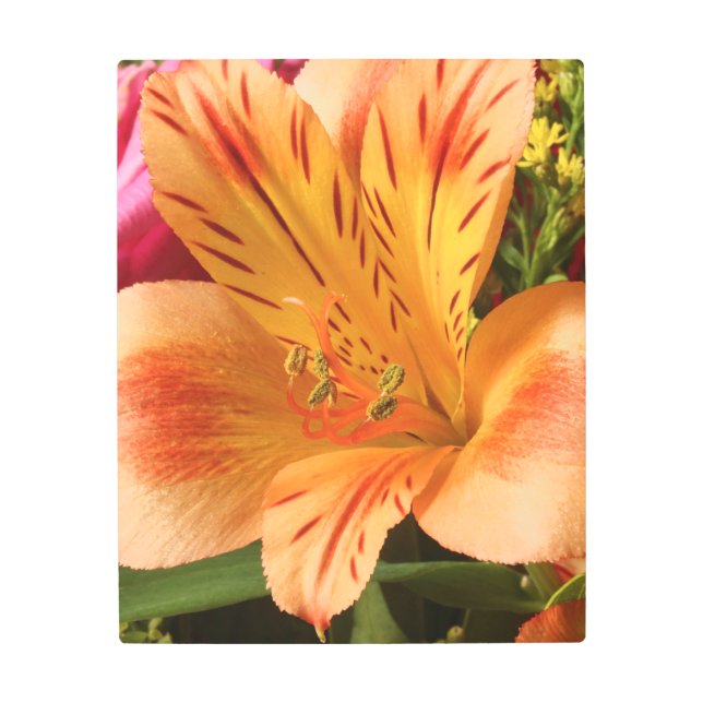 Alstroemeria in Orange Metal Print (Front)