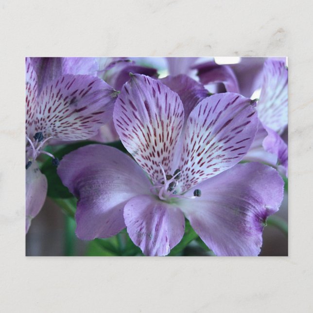 Alstroemeria Lily Postcard (Front)