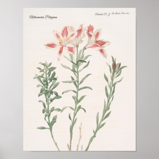 Alstroemeria Pelegrina Poster (Front)