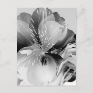 Alstroemeria Peruvian Lily Flower in Black & White Postcard