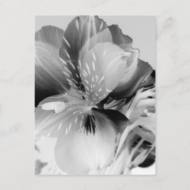 Alstroemeria Peruvian Lily Flower in Black & White Postcard (Front)