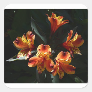 alstroemeria square sticker