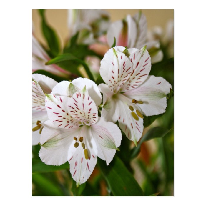 Alstroemeria White and Pink Flower Post Card Post Cards