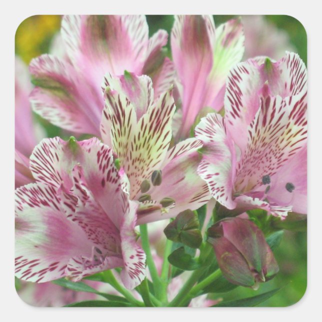Alstromeria Peruvian Lilies Sticker (Front)