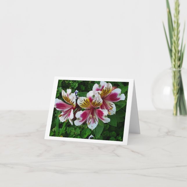 Alstromeria Princess lilies Holiday Card (Front)