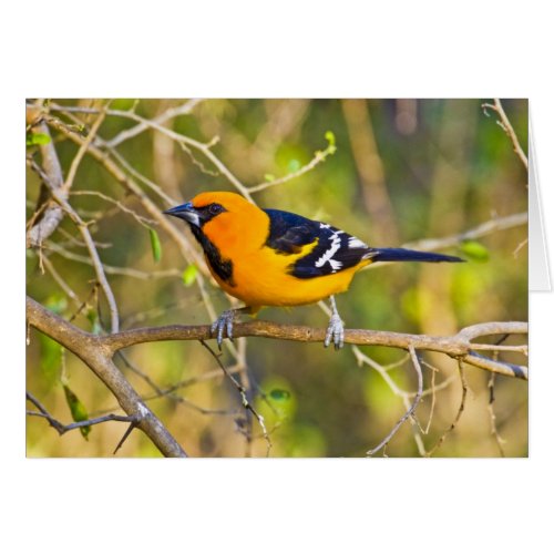 Altamira Oriole Icterus gularis adult in