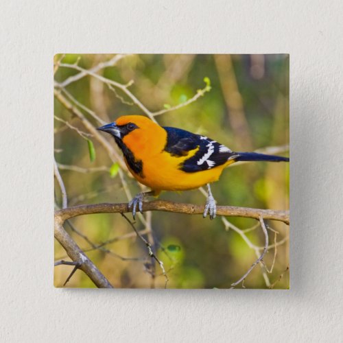 Altamira Oriole Icterus gularis adult in Button