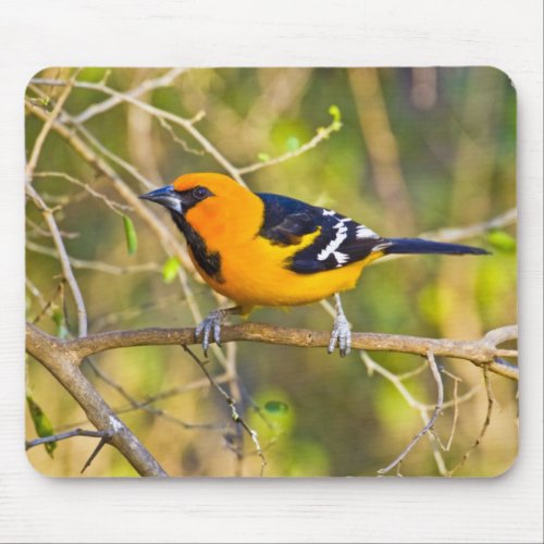 Altamira Oriole Icterus gularis adult in Mouse Pad