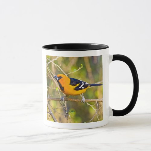 Altamira Oriole Icterus gularis adult in Mug