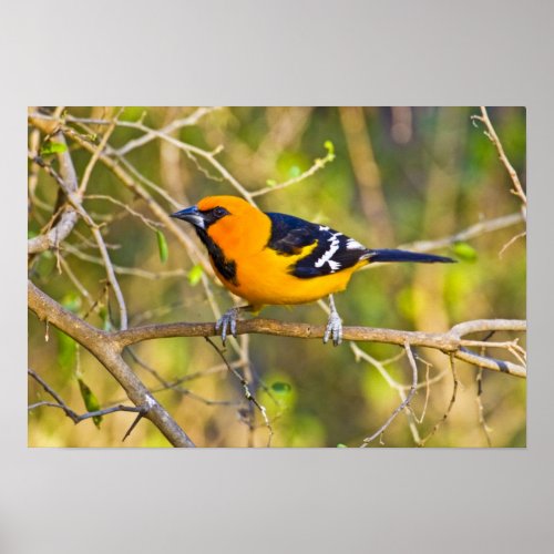 Altamira Oriole Icterus gularis adult in Poster