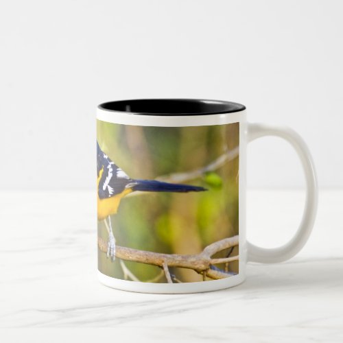 Altamira Oriole Icterus gularis adult in Two_Tone Coffee Mug