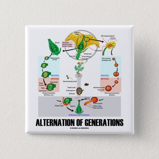 Alternation Of Generations (Flower Life Cycle) Pinback Button