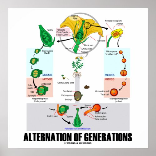 Alternation Of Generations Flower Life Cycle Poster