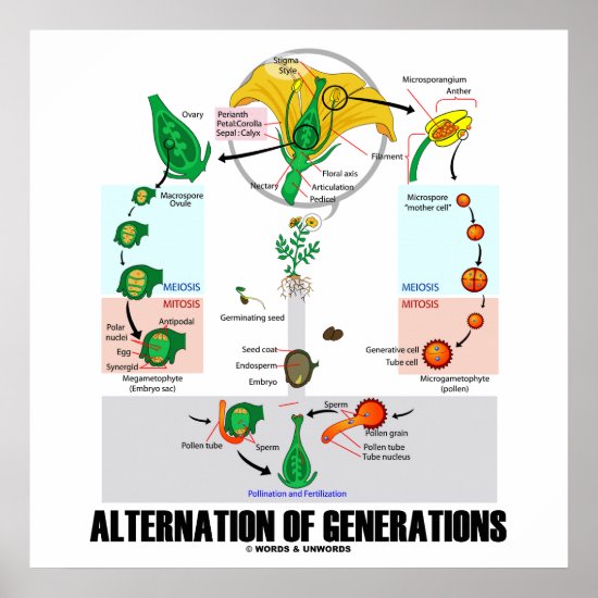 Alternation Of Generations (Flower Life Cycle) Poster