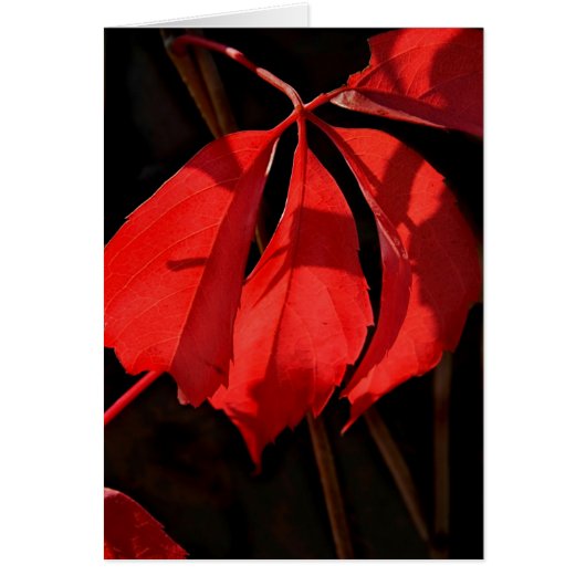 Alterra Vines Cards (Front)