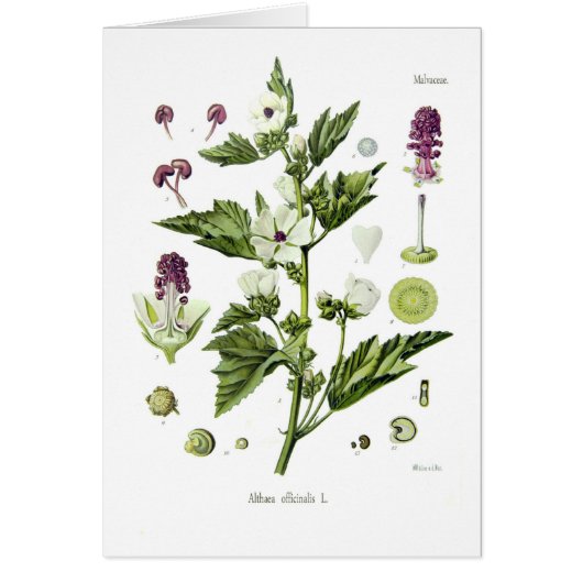 Althaea officinalis cards (Front)