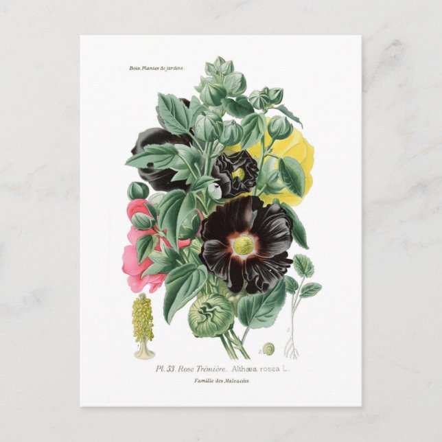 Althaea rosea (Hollyhock) Postcard (Front)