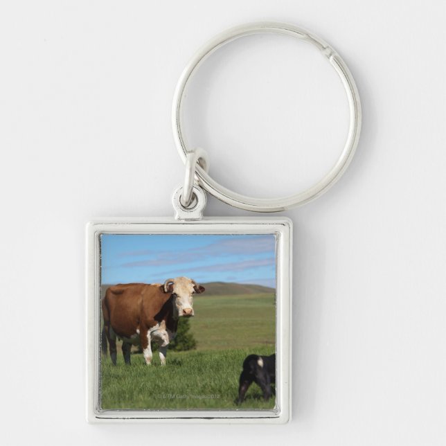 Although Cows and dogs are from different Keychain (Front)