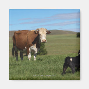 Although Cows and dogs are from different Magnet