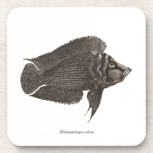 Altolamprologus calvus  _ Set of 6 Coasters