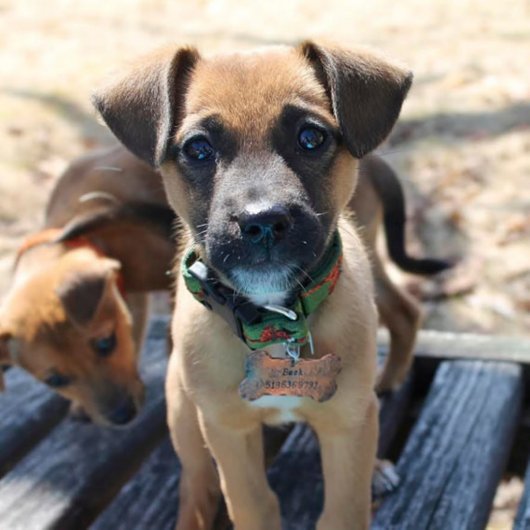 Aluminum Bone Shaped Pet ID Tag (Front)